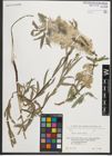Foto von Salix olgae Regel
